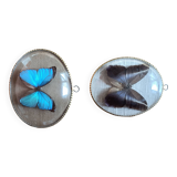 naturalized butterfly under oval frame