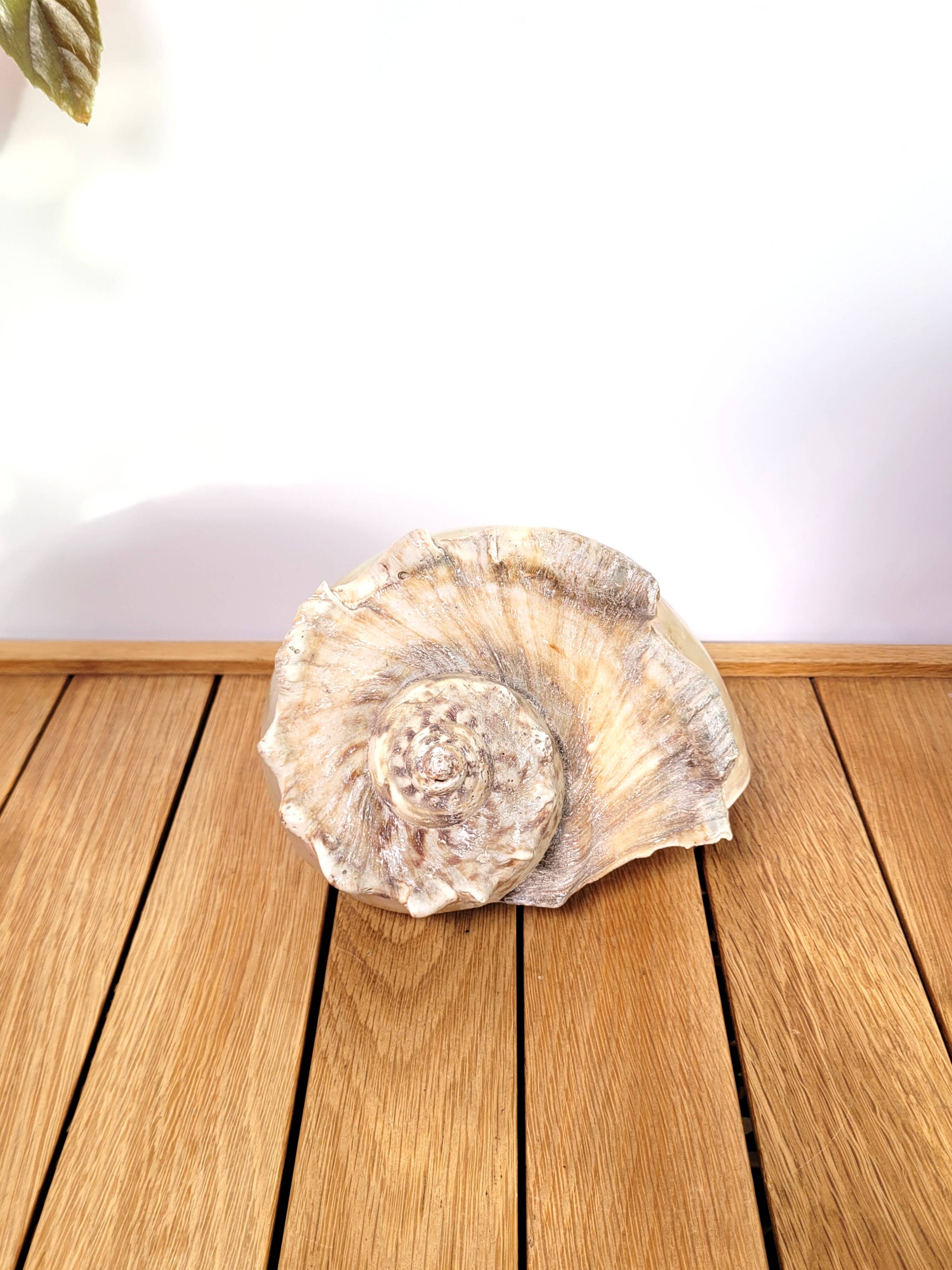 Large white mother-of-pearl shell