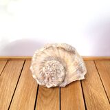 Large white mother-of-pearl shell