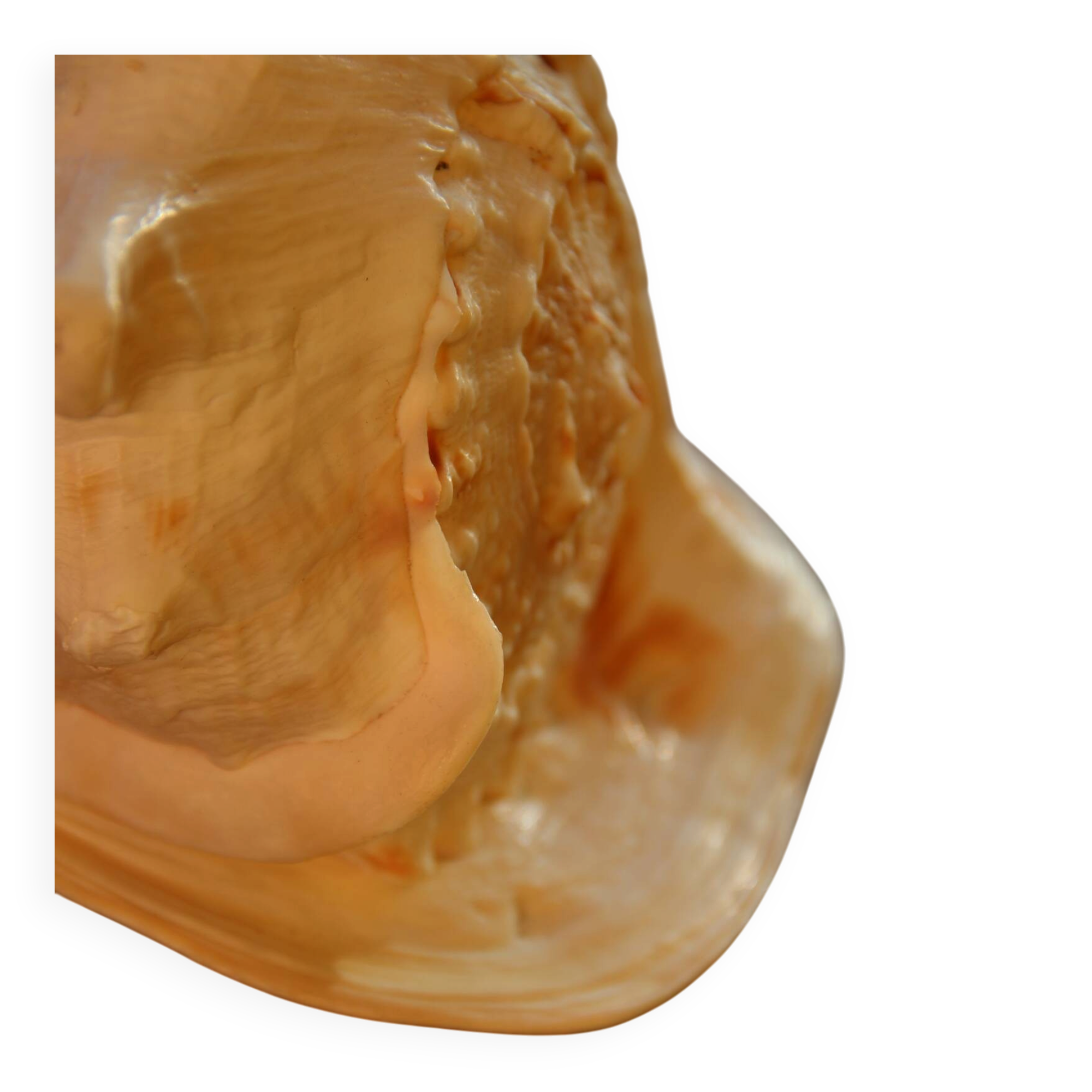 Shell Cassis Cornuta