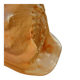 Shell Cassis Cornuta