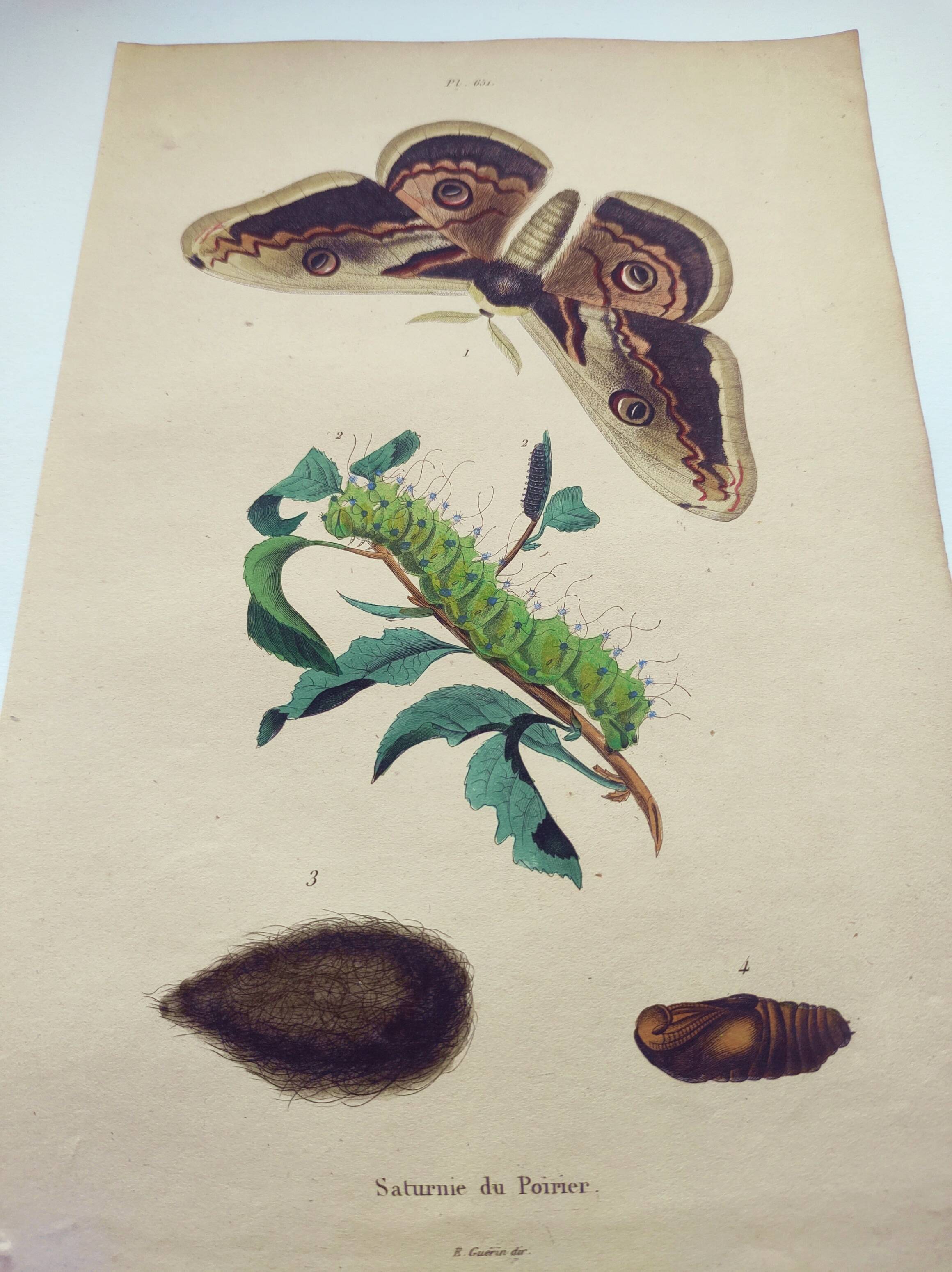 Antique engraving from 1839 -Pear Tree Saturnia Butterfly- Hand-colored zoological plate. Original
