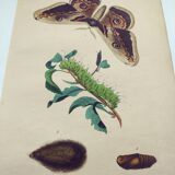 Gravure de 1839 - Papillon Saturnie Poirier- Planche zoologique coloriée à la main
