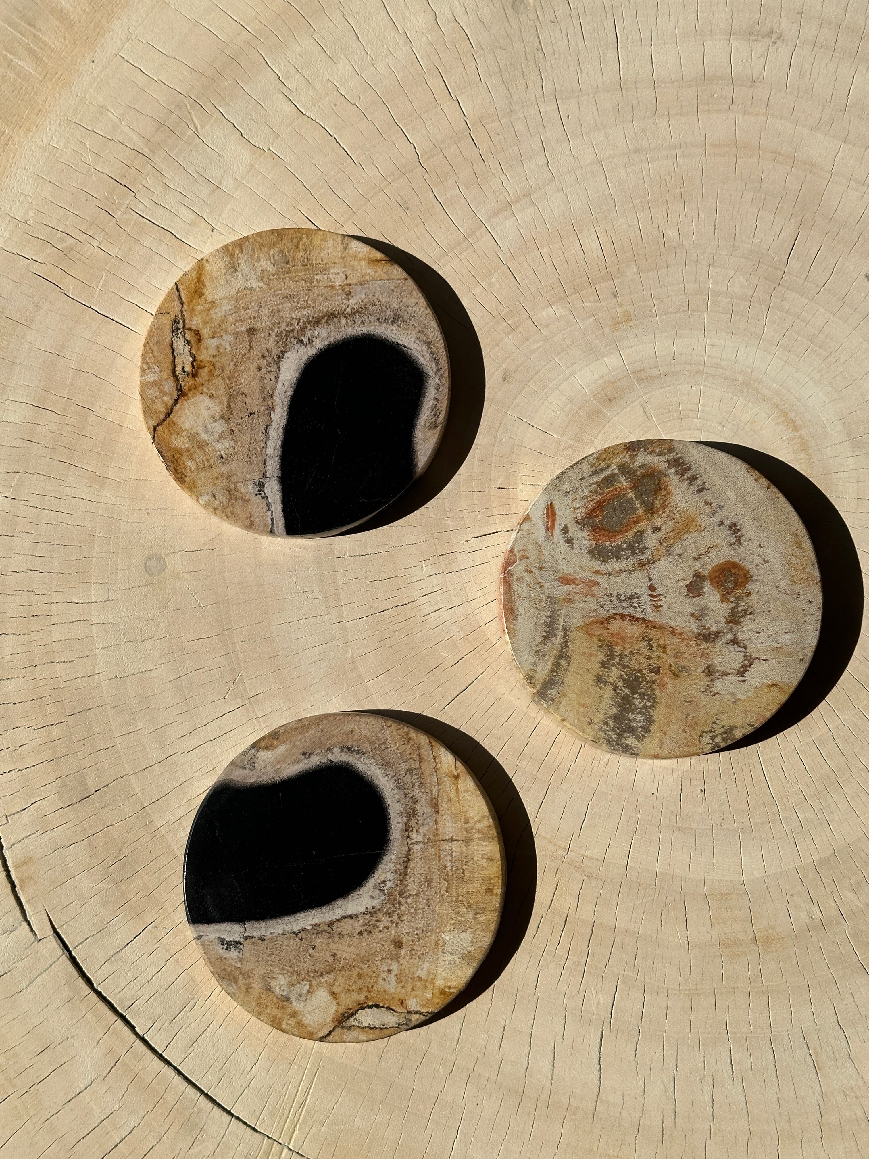 Set of 3 fossilized wooden coasters (clear)
