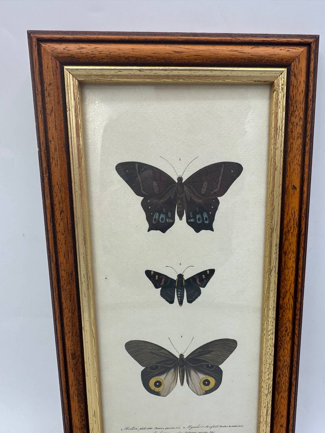 Old butterflies lithograph