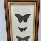 Old butterflies lithograph