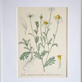 Framed botany of field chamomile