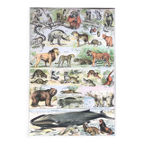 Mammals board