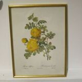 Redouté Painting