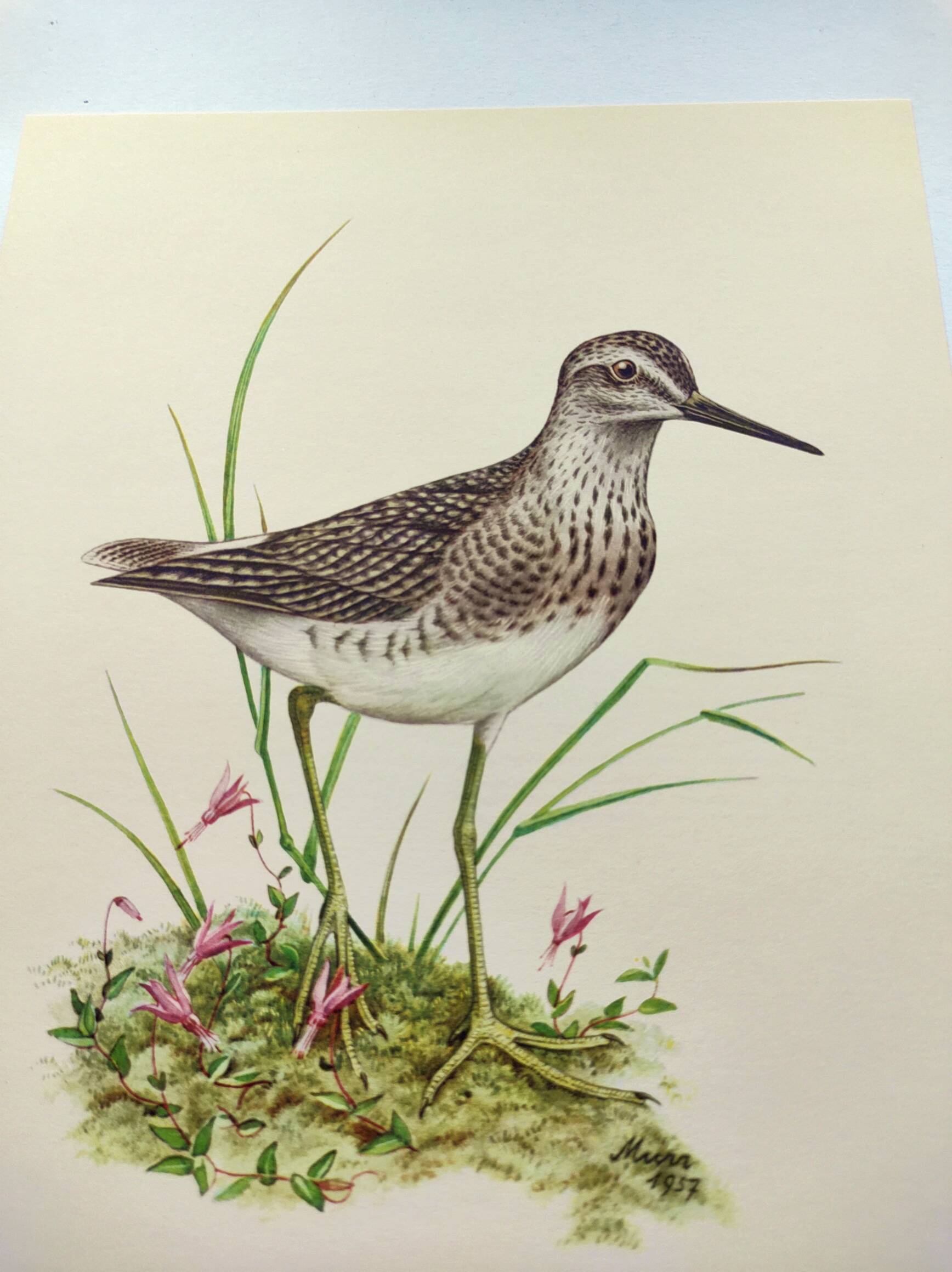 Antique bird plate from the 1960s - Wood Knight - Illustration