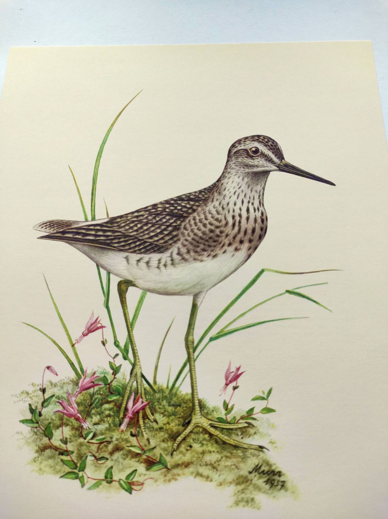 Planche ancienne oiseaux - Chevalier Sylvain, années 1960