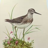 Antique bird plate from the 1960s - Wood Knight - Illustration