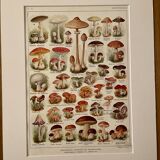 Lithograph on mushrooms - 1920