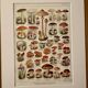 Lithographie sur les champignons - 1920