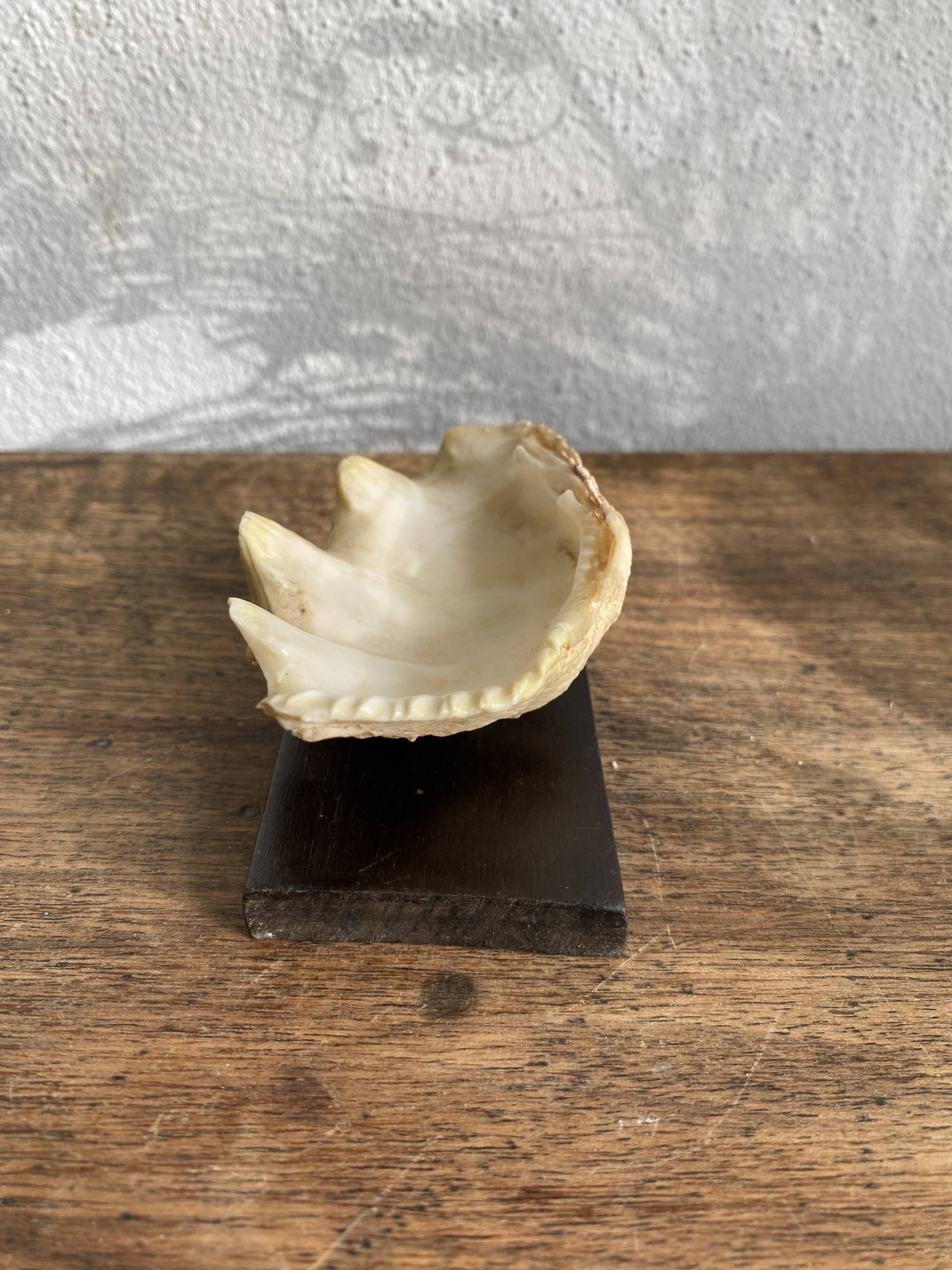 Shell on base, cabinet of curiosities