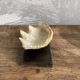 Shell on base, cabinet of curiosities