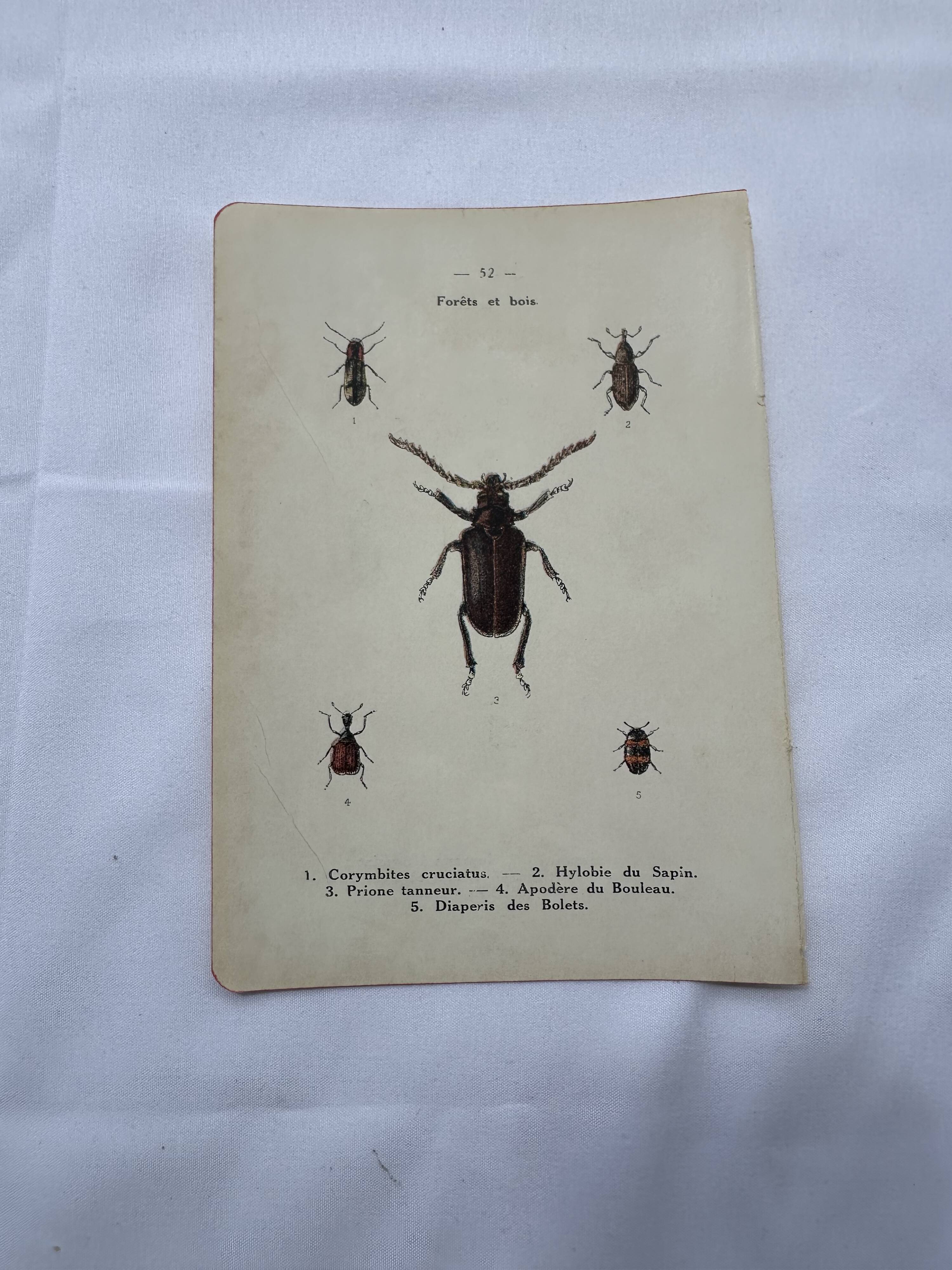 Old double-sided lithographic botanical plate.