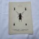 Old double-sided lithographic botanical plate.