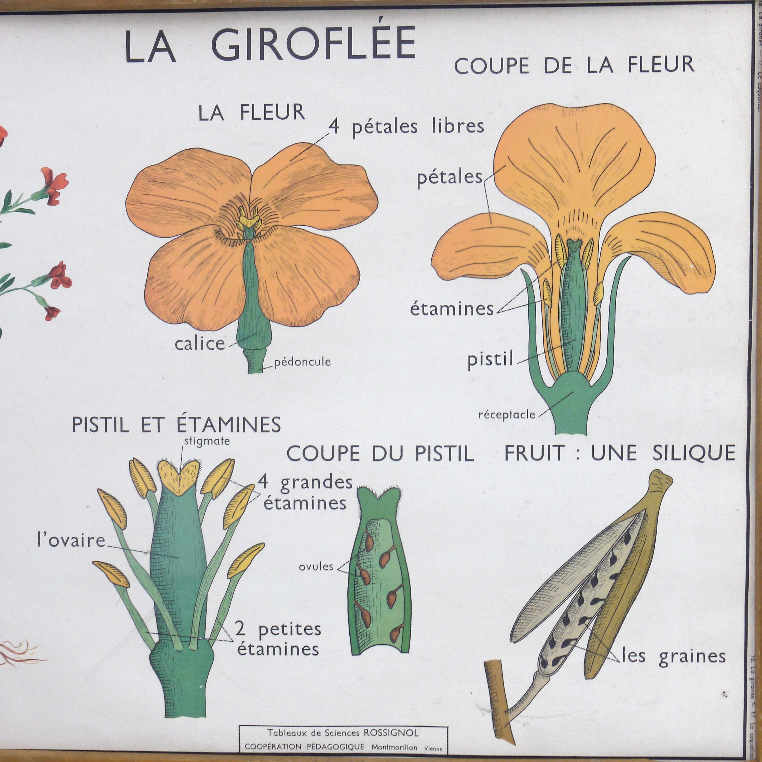 Educational poster the wallflower and poppy