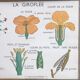 Educational poster the wallflower and poppy