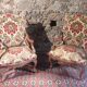Louis XV style convertible armchairs