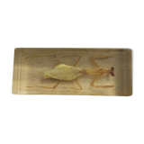Manthe religieuse en bloc resine