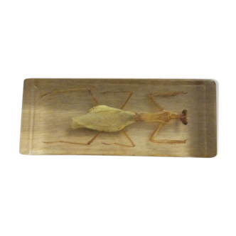 Manthe religieuse en bloc resine