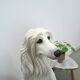 Groot Italiaans keramieken beeld chien