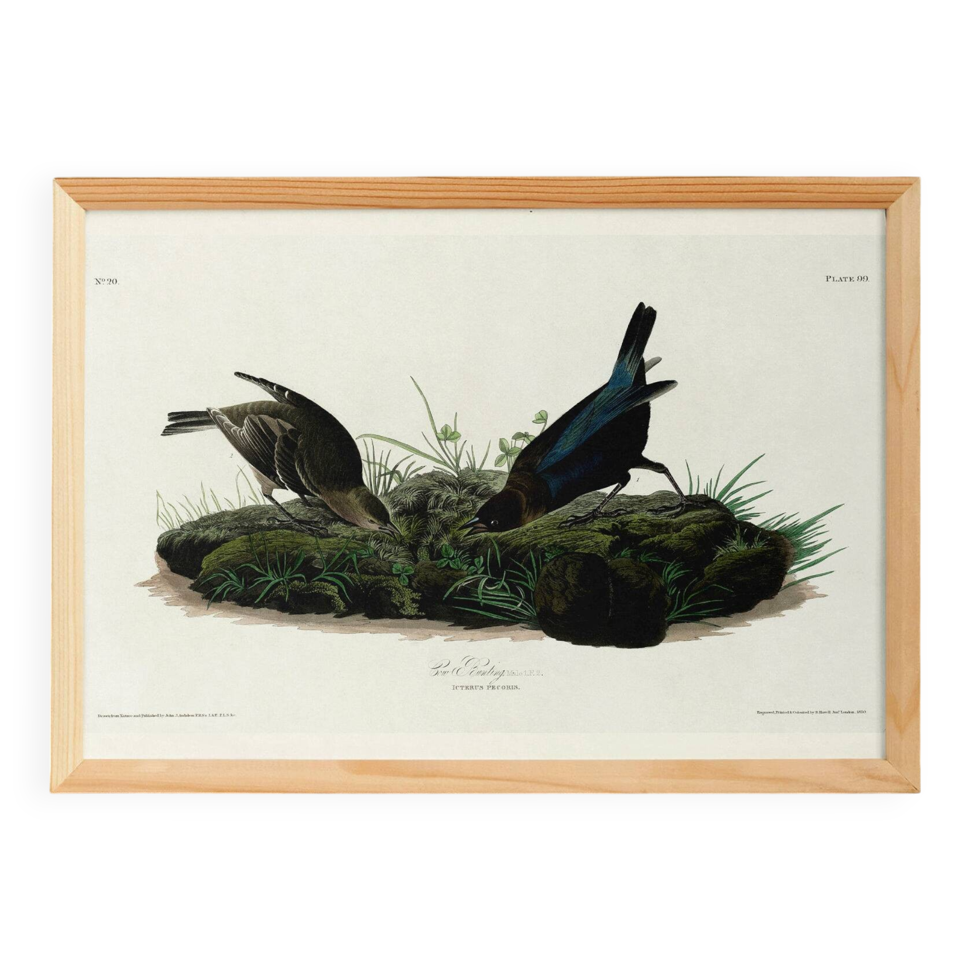 Poster about the Brown-headed Cowherd, based on an old engraving from 1827.