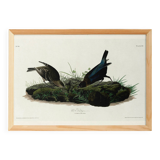 Poster about the Brown-headed Cowherd, based on an old engraving from 1827.