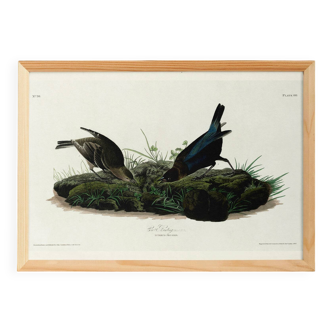 Poster about the Brown-headed Cowherd, based on an old engraving from 1827.