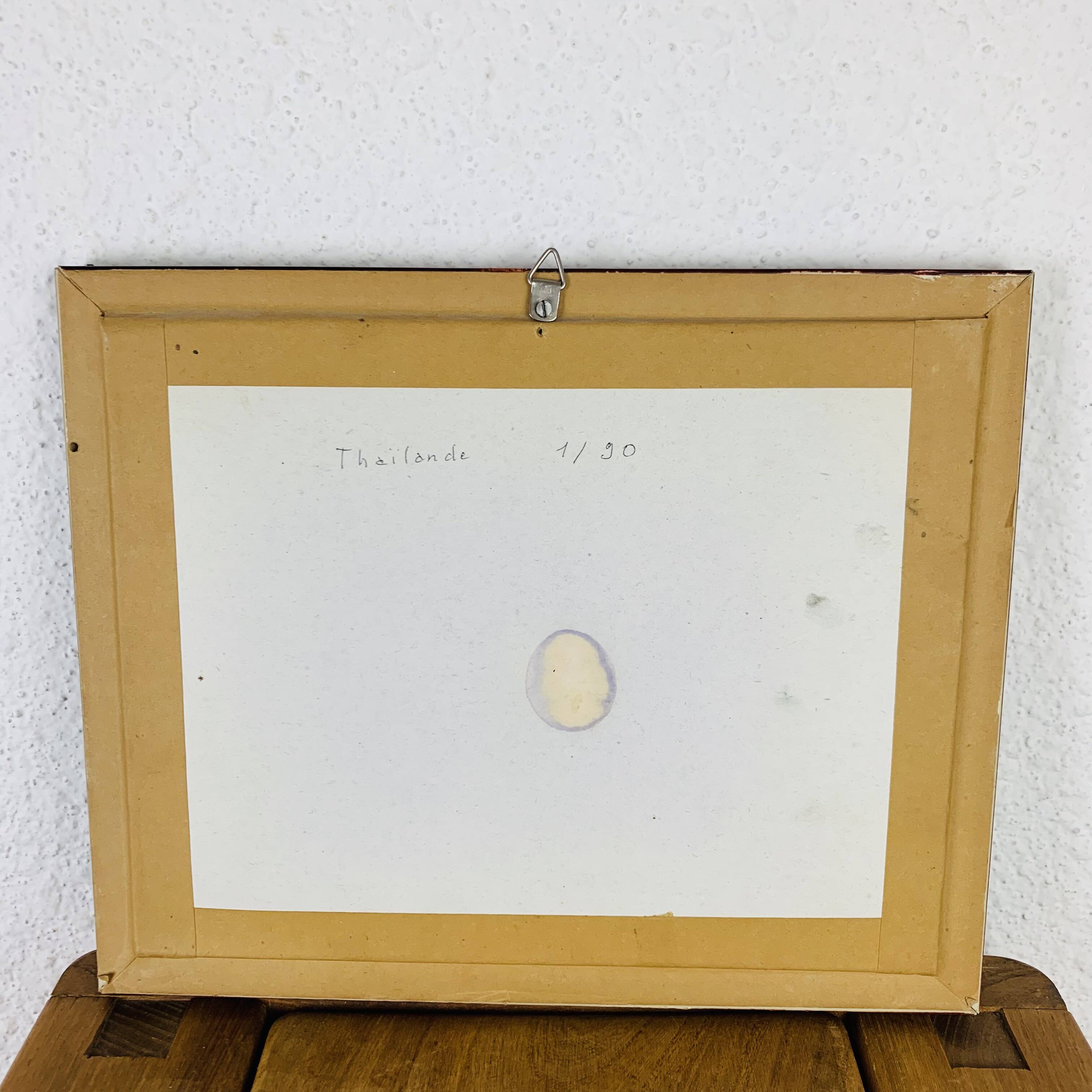 Naturalized Attacus Atlas butterfly frame