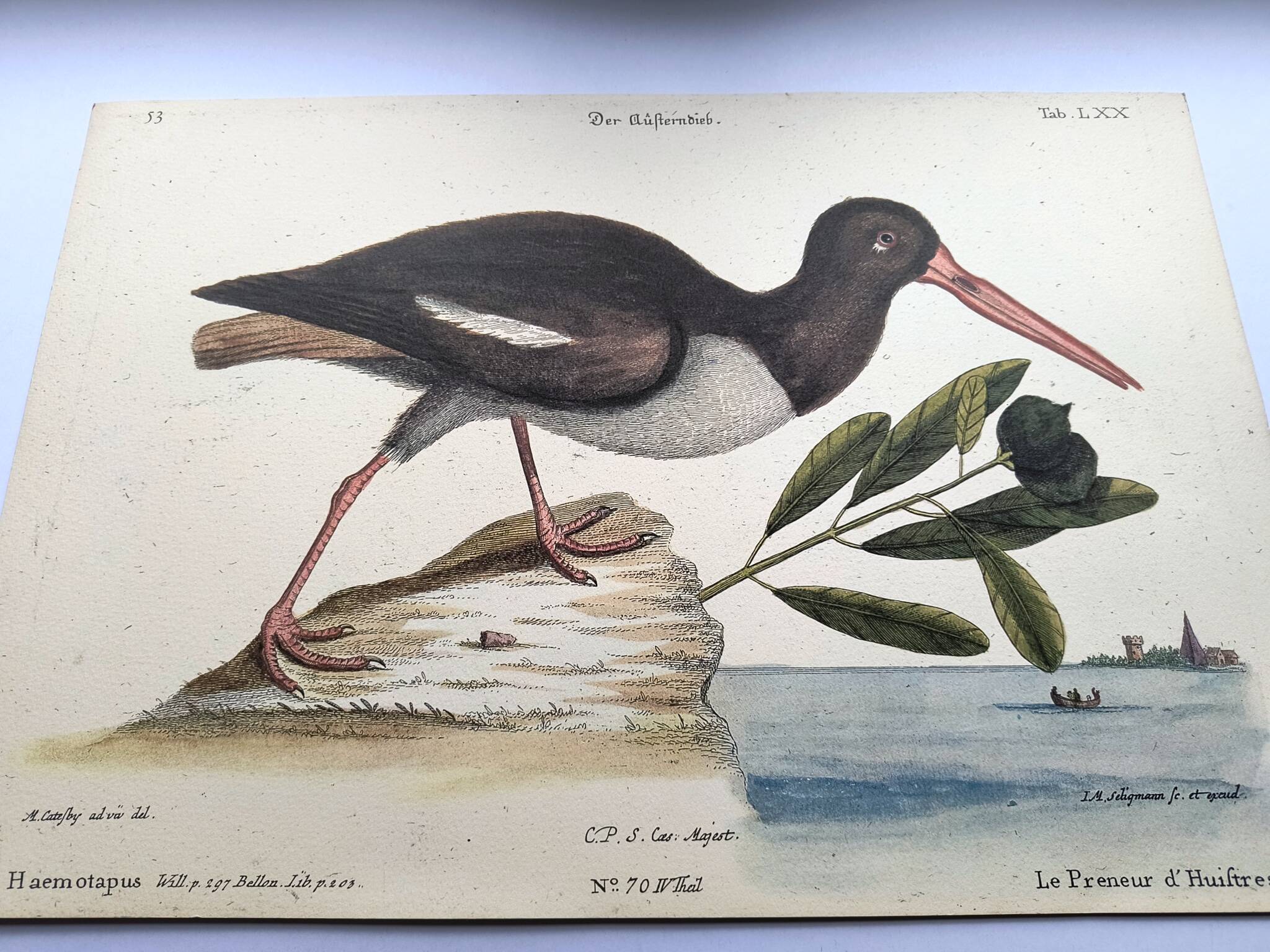 Antique bird plate - The Oyster Taker - beautiful engraving by Seligmann