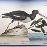 Planche ancienne oiseaux -Le Preneur d'huitres- belle gravure de Seligmann