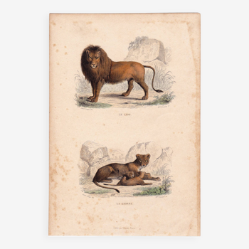 19th Century Engraving 1850 Lion Lioness Lion Cub Animals Feline