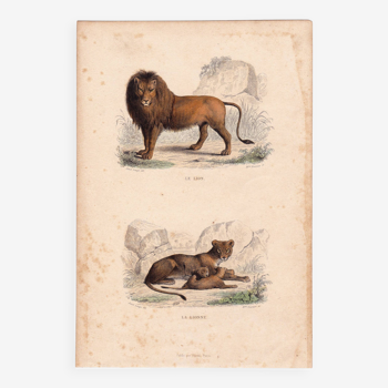 Gravure XIXe 1850 Lion Lionne lionceau Animaux Félin