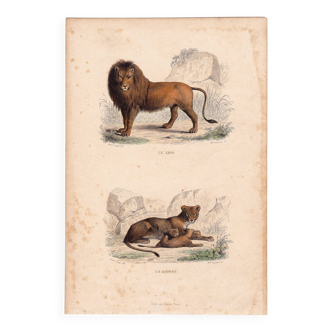 Gravure XIXe 1850 Lion Lionne lionceau Animaux Félin