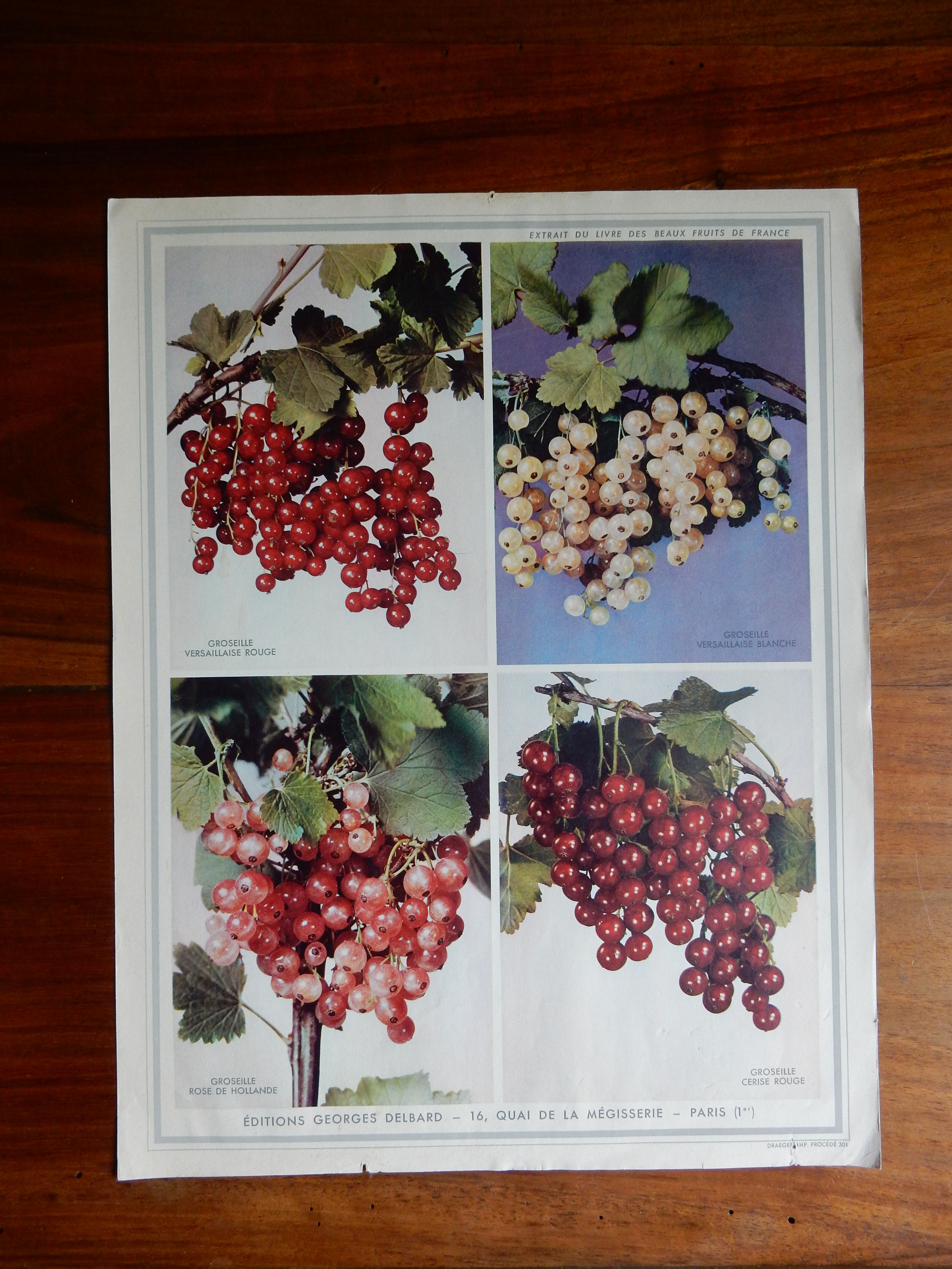 Botanical poster on groselles 1947