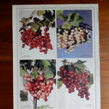 Botanical poster on groselles 1947