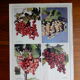 Botanical poster on groselles 1947