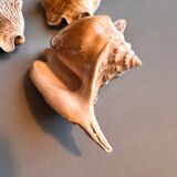 Shells lot or detail, Strombus Lobatus Peruvianus