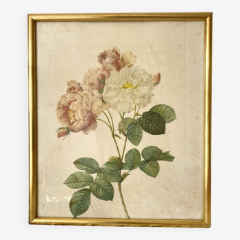 Framed pink botanical board