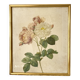 Planche botanique rose encadrée