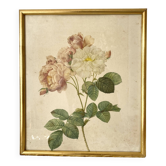 Planche botanique rose encadrée