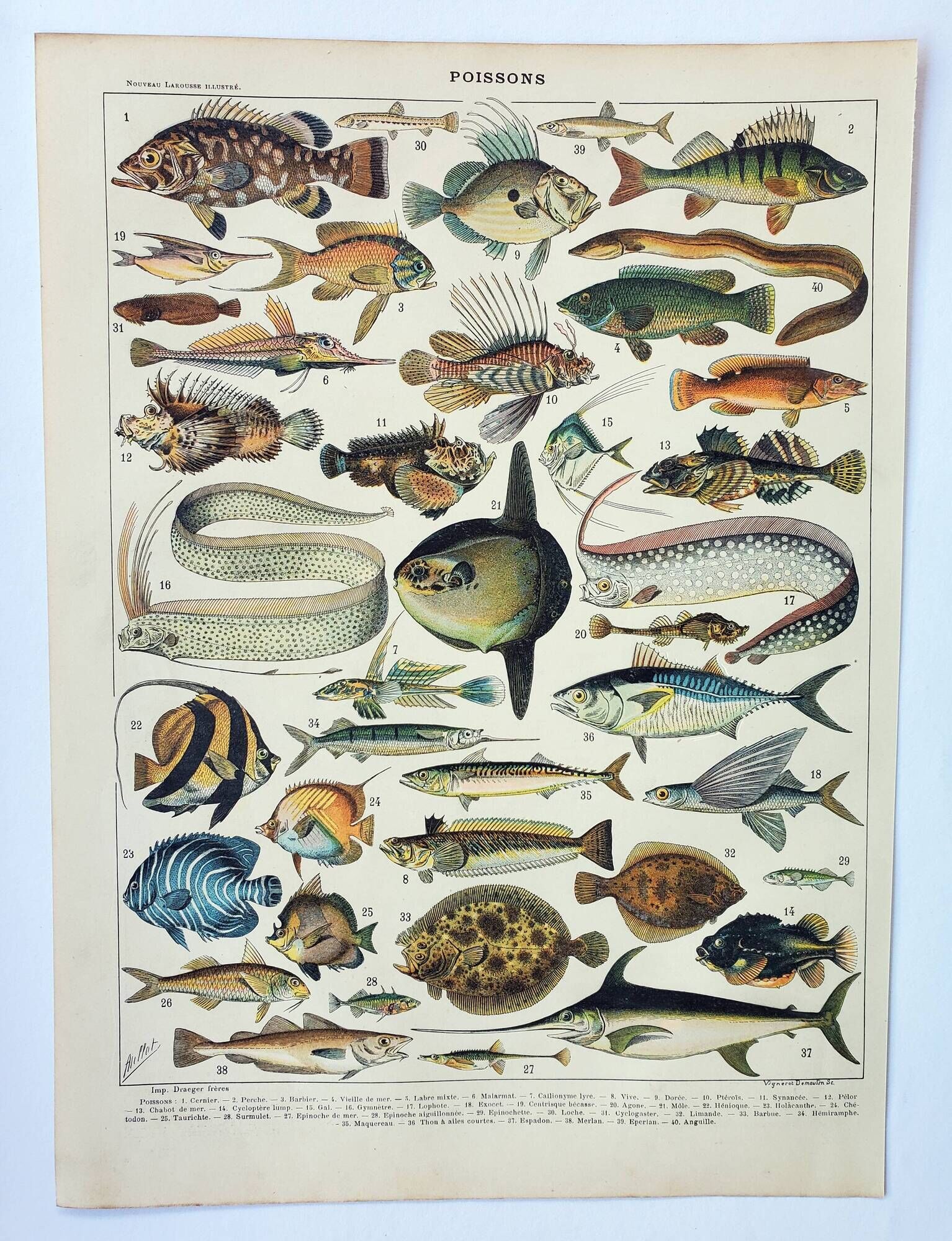 Old engraving 1898, Fish 1, marine animals • Lithograph, Original plate