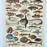 Old engraving 1898, Fish 1, marine animals • Lithograph, Original plate