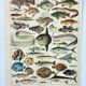 Old engraving 1898, Fish 1, marine animals • Lithograph, Original plate