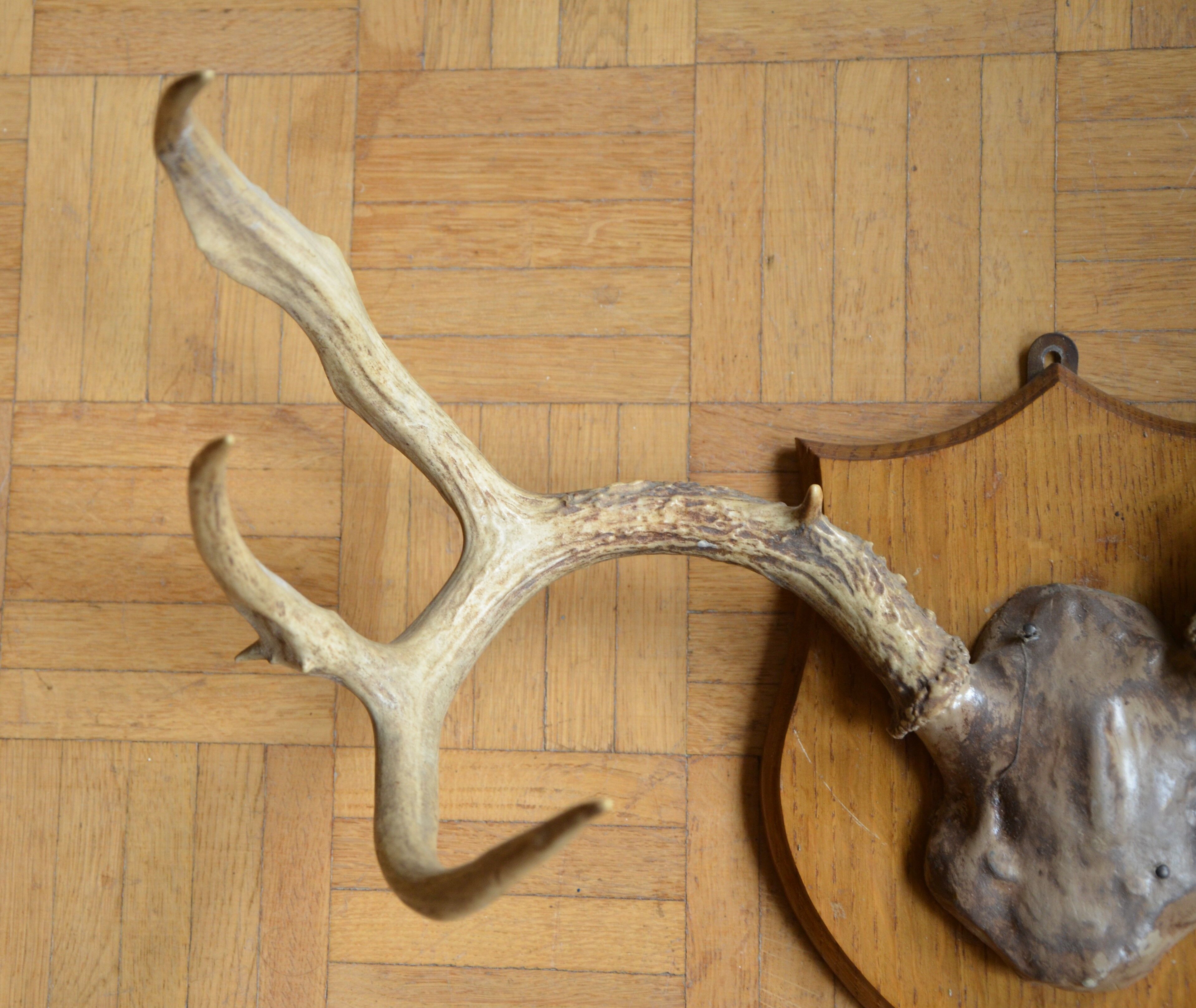 White-tailed deer massacre