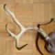 White-tailed deer massacre