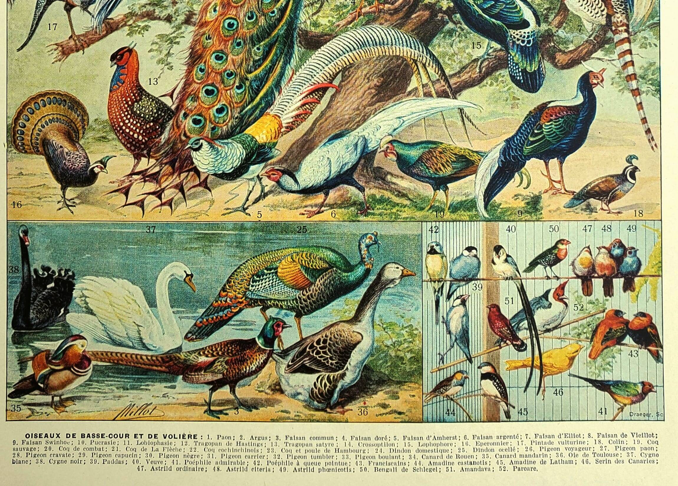 Old lithograph 1928 A. Millot - Birds 3, ornithology, birds